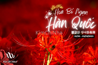 Lạc bước vào "Biển hoa Đỏ" lớn nhất Hàn Quốc tại Lễ hội Hoa Bỉ Ngạn Bulgapsan (불갑산 상사화축제)