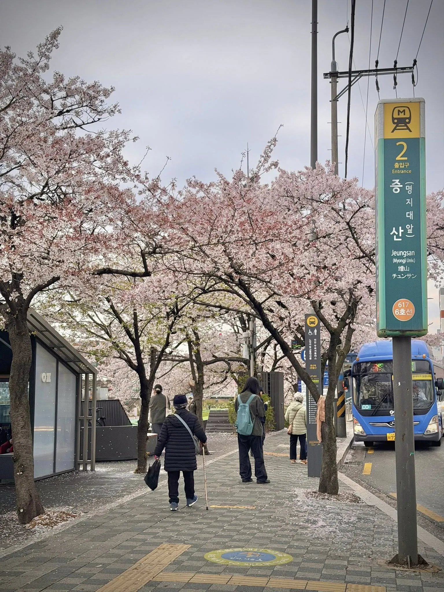 Hoa anh đào ở ga Jeungsan - góc khuất anh đào bình yên giữa lòng Seoul nhộn nhịp ven suối Bulkwangcheon