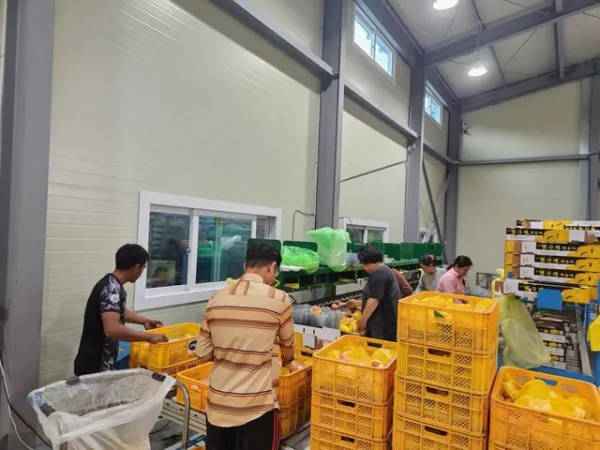 Chungcheongbuk tiếp tục cho phép mời thân nhân người Việt sang Hàn làm lao động thời vụ 2026
