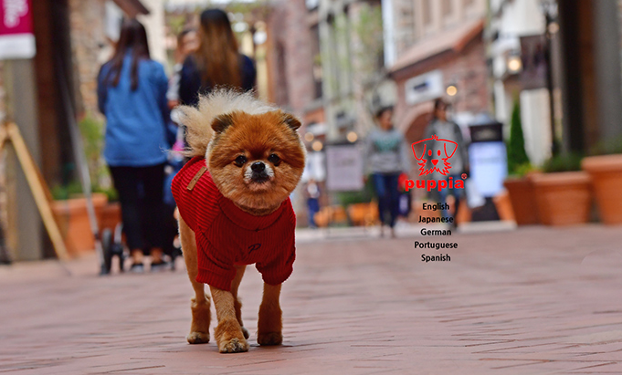 THE PUPPIA TUYỂN NHÂN VIÊN KINH DOANH THỊ TRƯỜNG NƯỚC NGOÀI