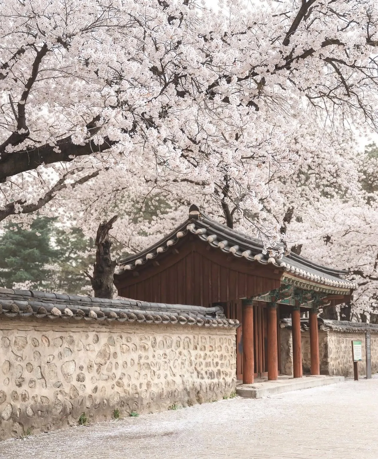 Khám phá Gyeongju - Khi cả cố đô nghìn năm "hòa mình" trong sắc hồng anh đào