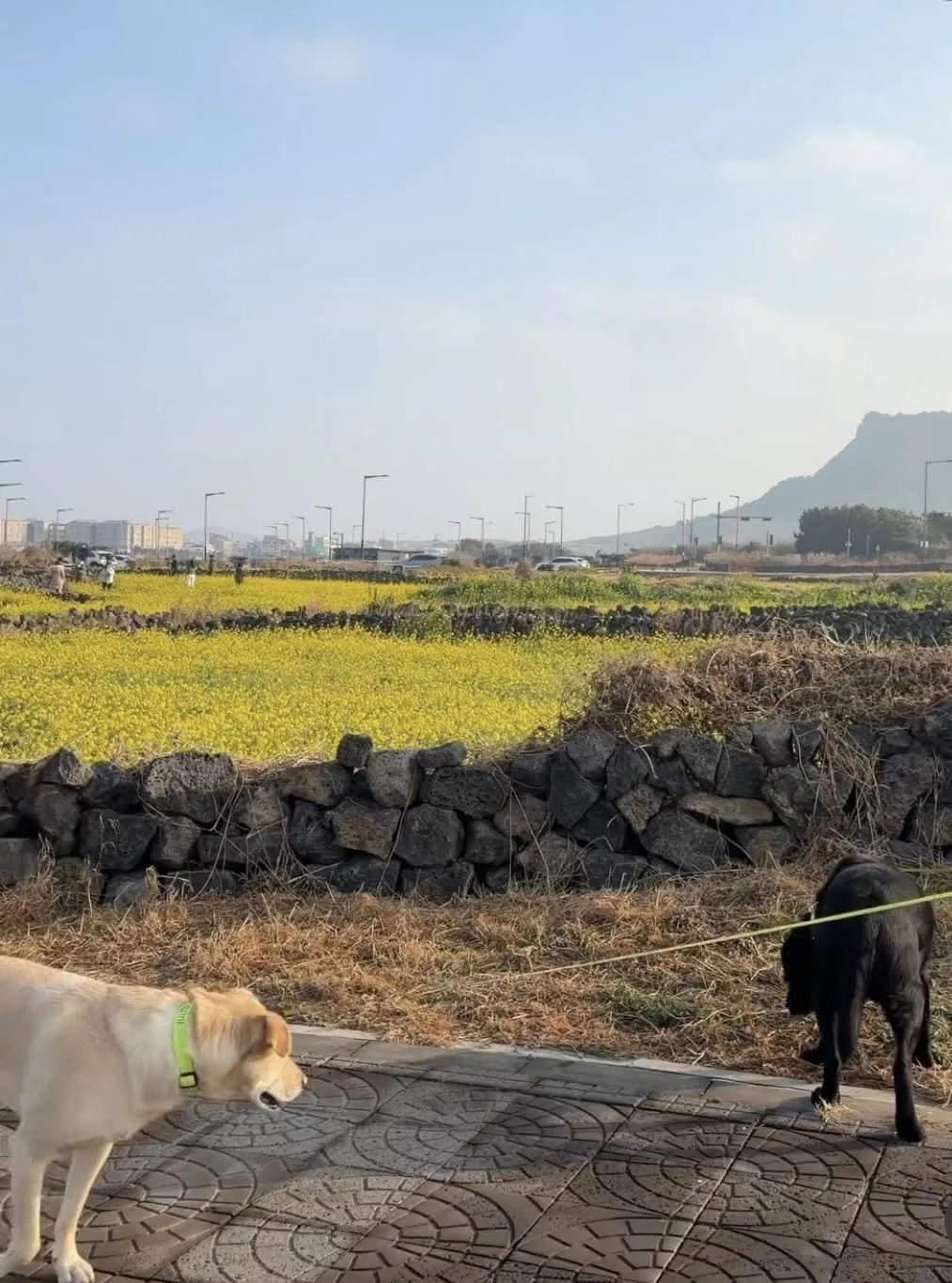  Cánh đồng hoa cải dầu Seongsan Canola Field: Khi mùa xuân "gõ cửa" sớm cuối mùa đông Jeju