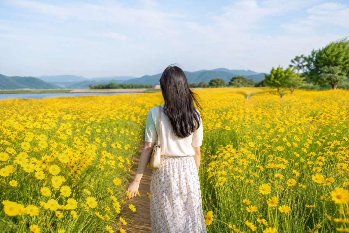 Mùa hoa kim kê vàng rực khắp Hàn Quốc, thời điểm đẹp nhất để ngắm “cúc dại mùa hè” trong tháng 6