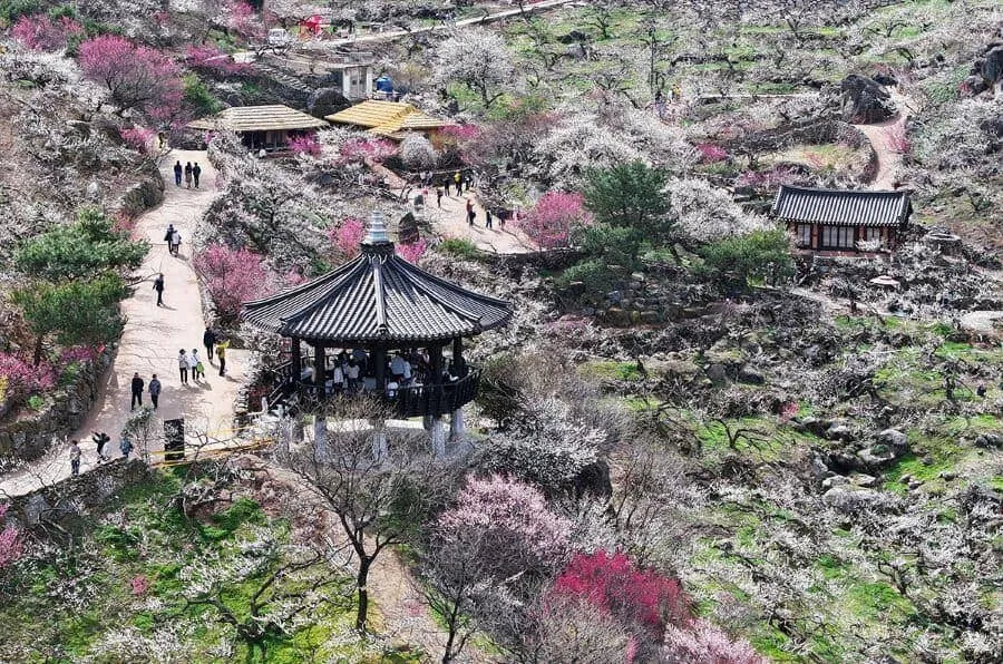 Lễ hội Hoa Mơ Gwangyang 2026: Bản giao hưởng đầu xuân trên triền núi 🌸