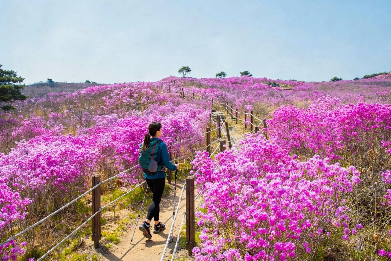 Núi Biseulsan mùa hoa đỗ quyên: Điểm du lịch Daegu đẹp như tranh vào mùa xuân