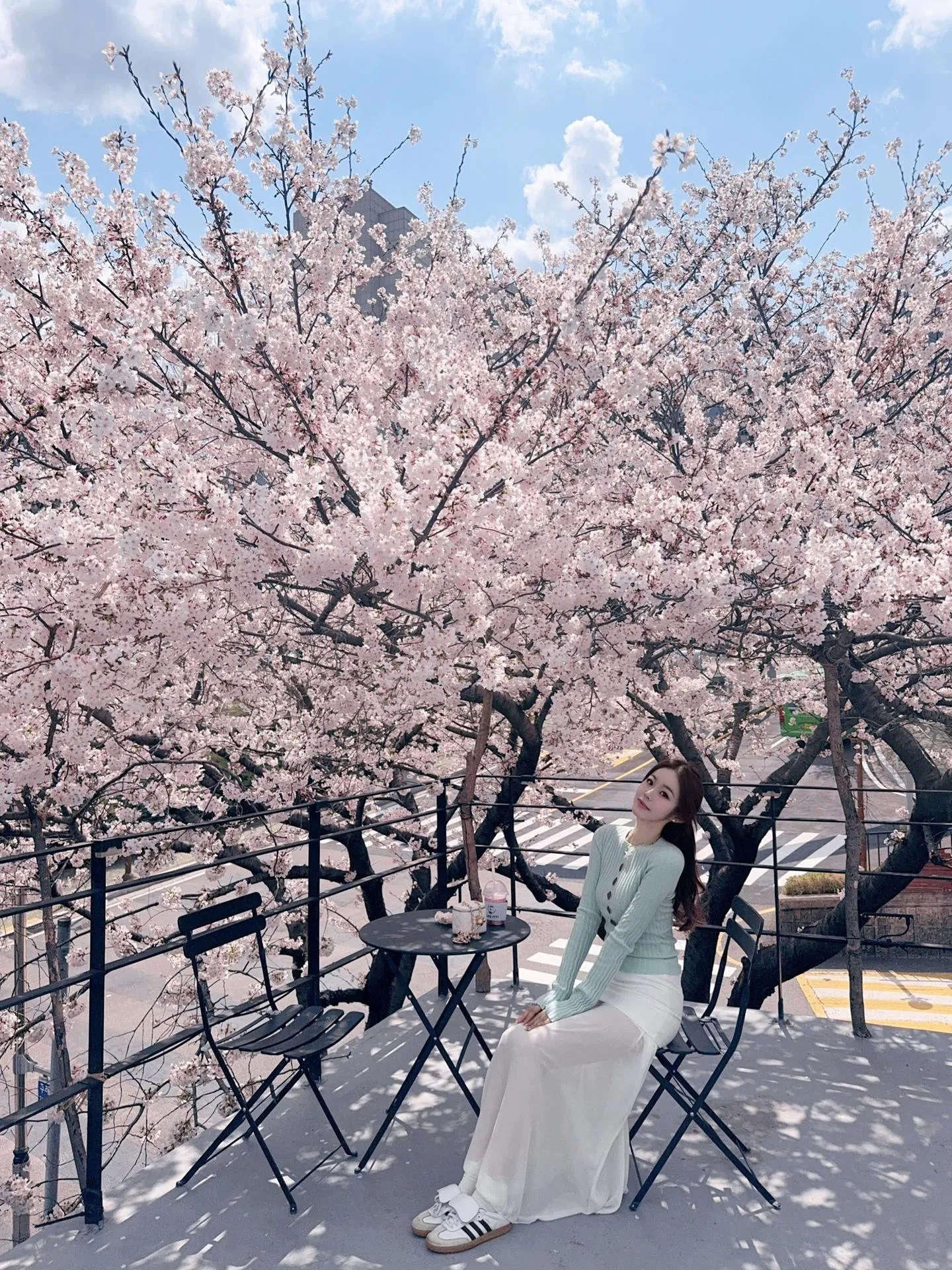mùa hoa anh đào 2026 ở Seoul!!
