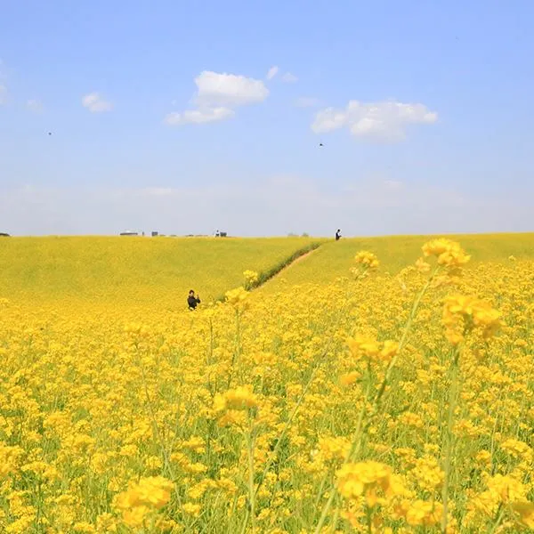  Cánh đồng hoa cải dầu Seongsan Canola Field: Khi mùa xuân "gõ cửa" sớm cuối mùa đông Jeju