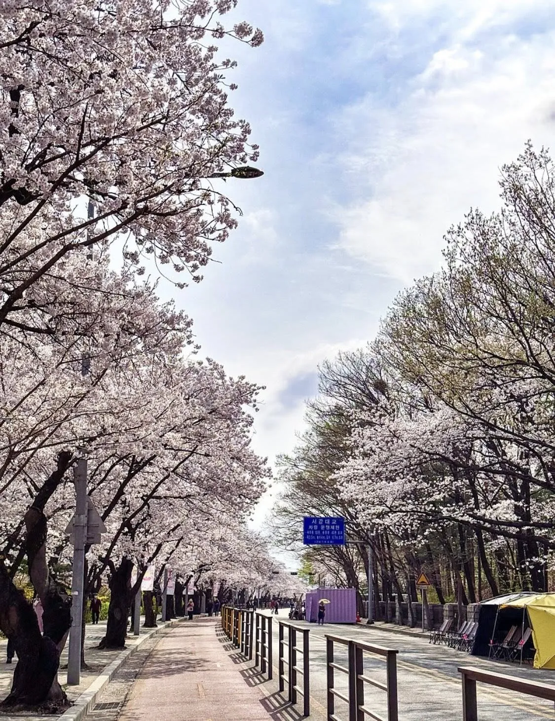 Lễ hội hoa anh đào Yeouido 2026 - Điểm hẹn rực rỡ nhất bên bờ sông Hàn