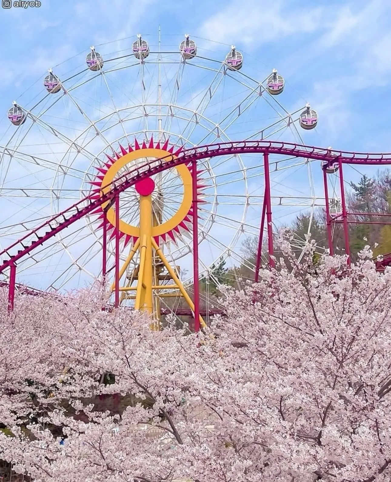 Gaya Land Gimhae: Thiên đường hoa anh đào nơi "phép màu" tuổi thơ thức giấc 🌸🎡✨