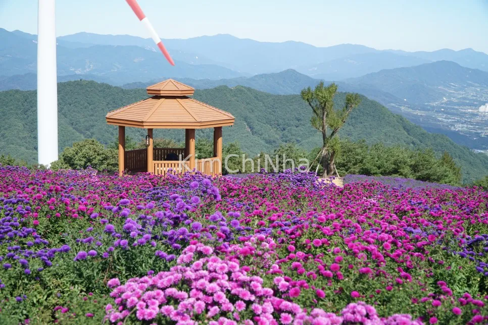 Mùa hoa cúc tím ở Geochang – Khi Gamaksan hóa thành biển tím lãng mạn