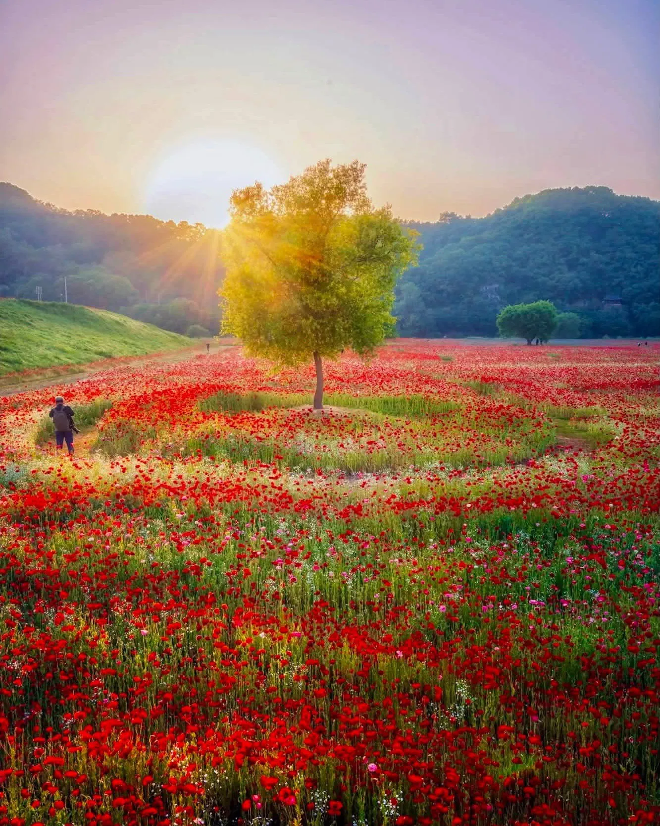 Haman Akyang Dukbanggil - Cung đường đê hoa Poppy rực rỡ sắc màu bên dòng sông Namgang 🌺