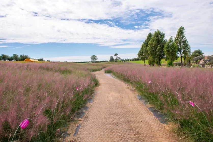 Anseong Farmland: Nông trại cổ tích và những cánh đồng hoa đẹp nhất tỉnh Gyeonggi 🌸🐑
