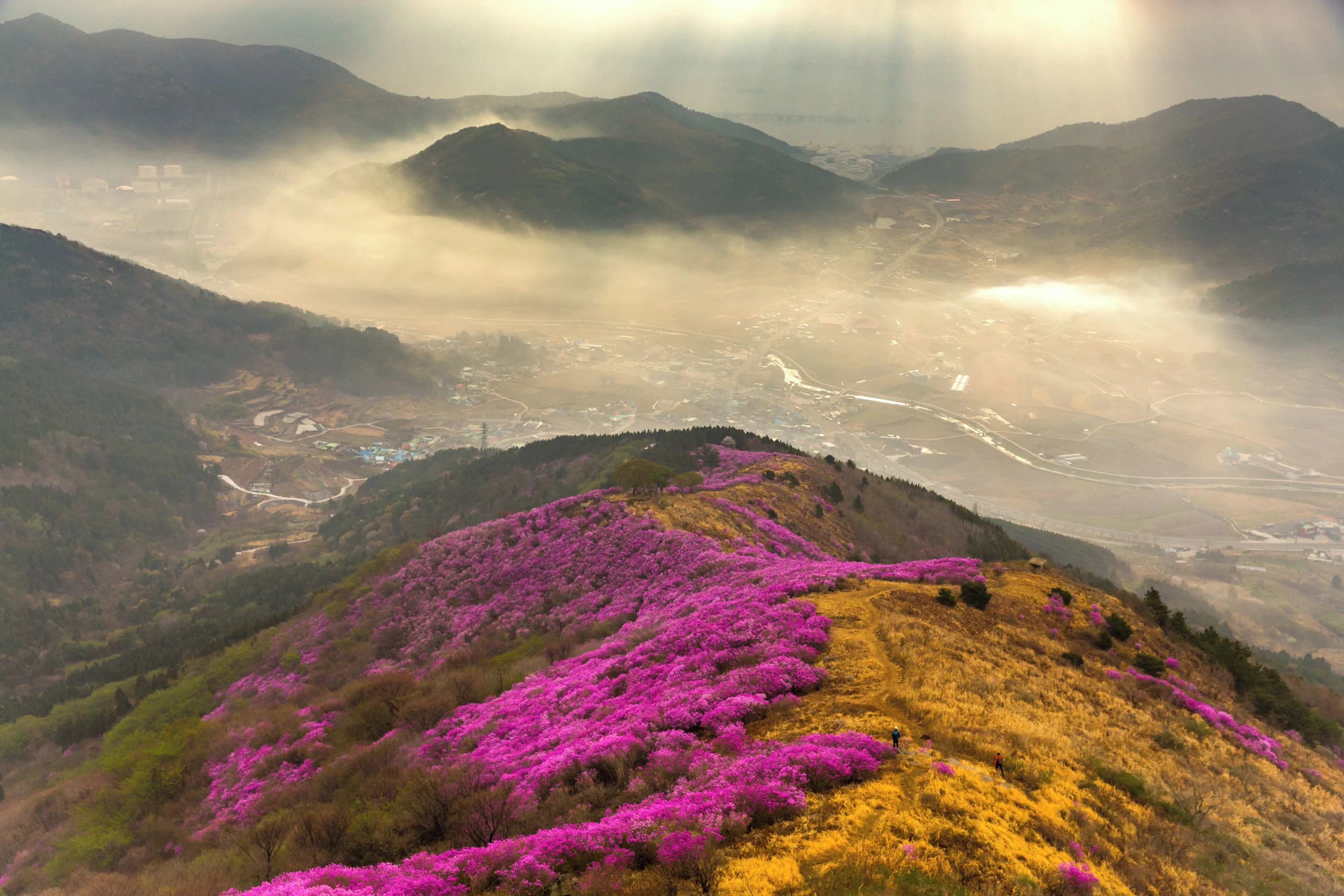 Lễ hội Hoa Đỗ Quyên Yeongchwisan – Thảm lụa tím trên đỉnh núi 🌺