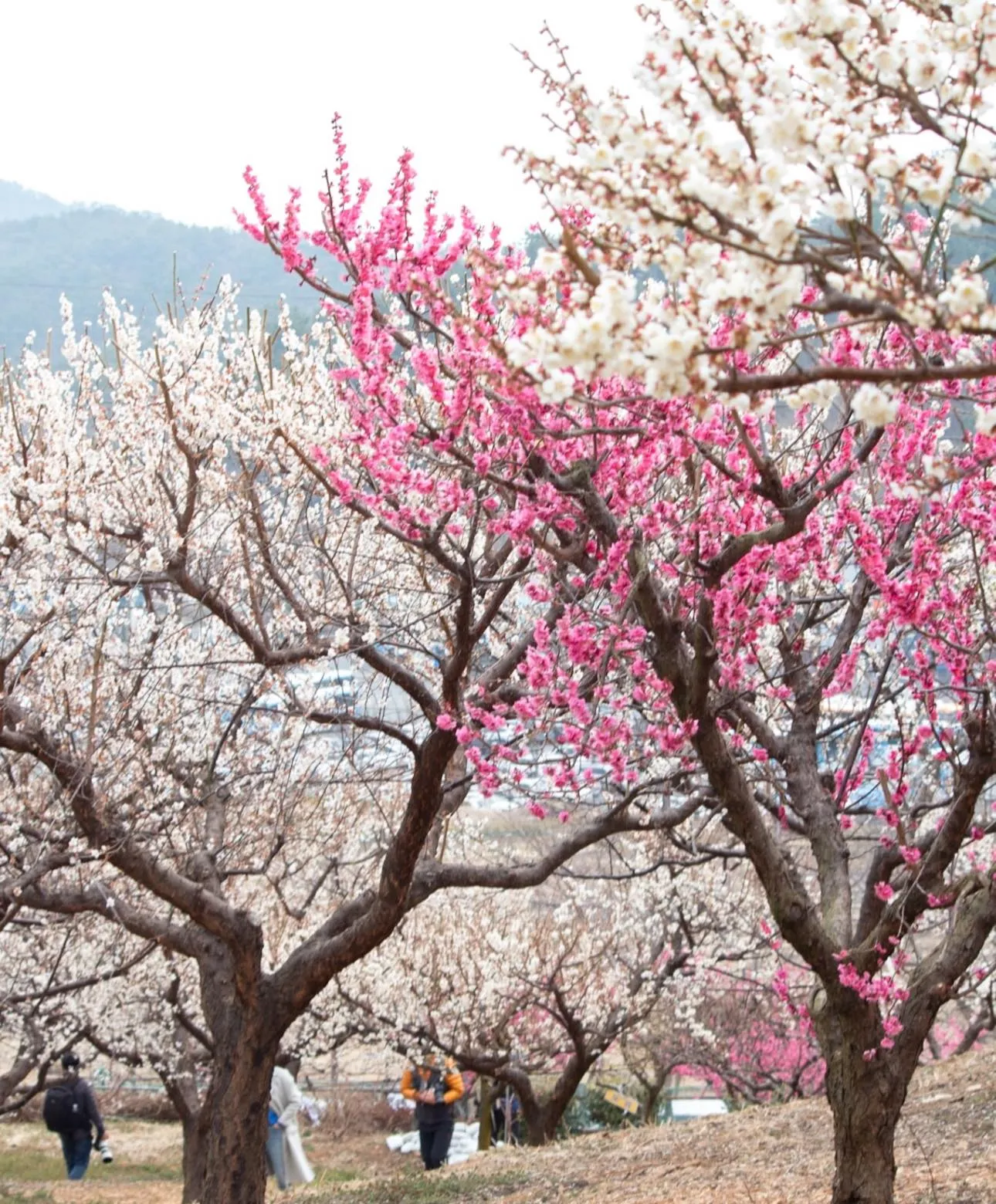 Vườn Hoa Mơ Gijang: Chạm vào mùa xuân sớm nhất Busan 🌸