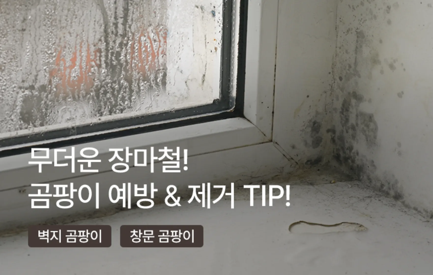 Cách chống ẩm mốc nhà ở tại Hàn Quốc vào mùa mưa hiệu quả