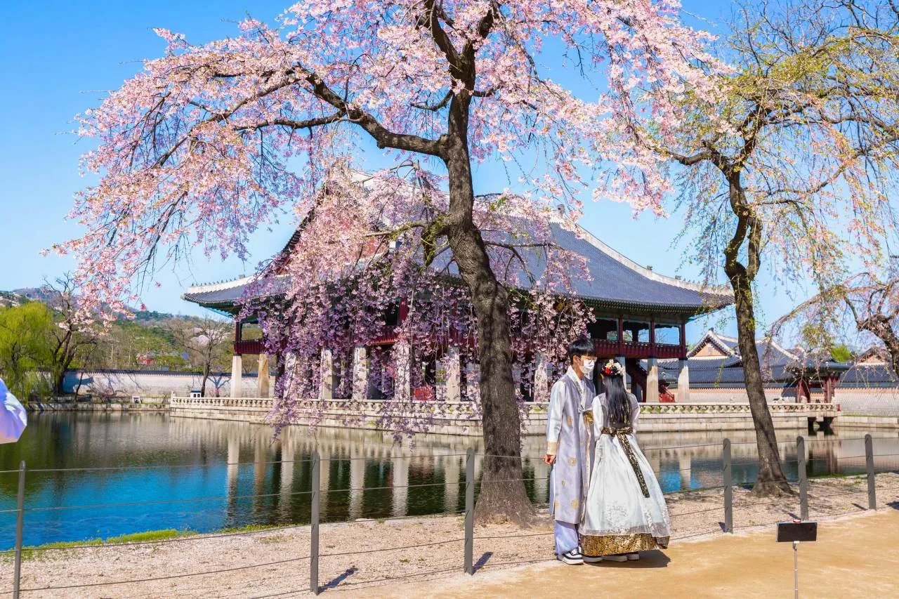 “Hoa anh đào khi nào tàn?” Dự báo thời điểm kết thúc mùa hoa anh đào toàn Hàn Quốc năm 2026 theo dữ liệu khí tượng