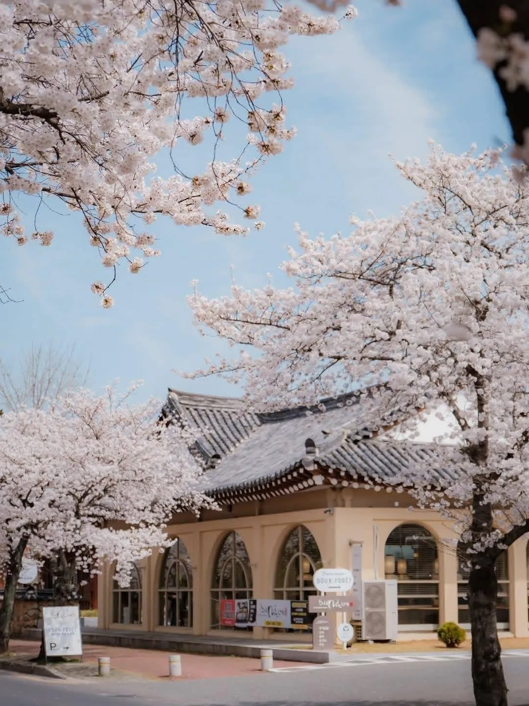 Gyeongju: Khi thành phố cổ nghìn năm thức giấc trong dải lụa hoa anh đào rực rỡ 🌸🏯✨