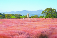 Đừng Dại Dột Mua Vé! Tọa Độ Pink Muhly (핑크뮬리) Gyeongju Có Thật Sự Đẹp 'Ảo Diệu' Hay Chỉ Là Trò Lừa?