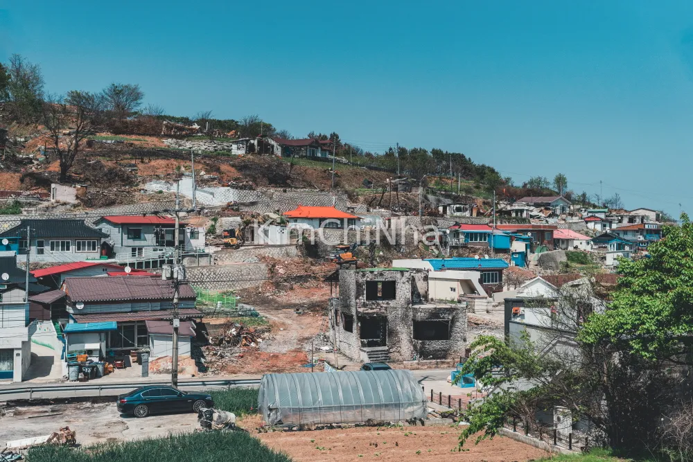 Yeongdeok Sau Tro Tàn: Hành Trình Tìm Lại Màu Xanh Và Lời Nhắn Gửi Về Sự Hồi Sinh
