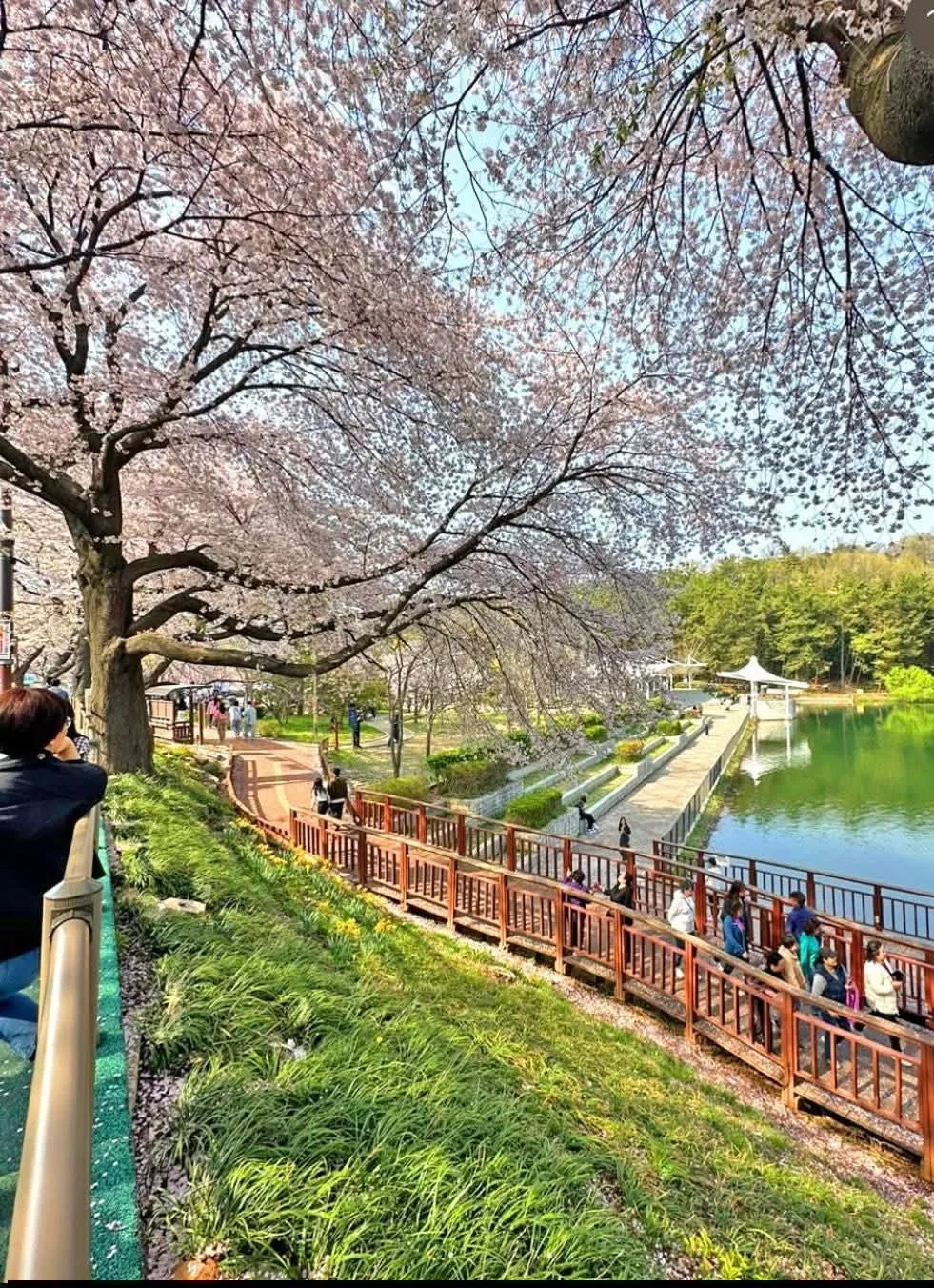Công viên hồ Eunpa: Dải lụa hoa anh đào lãng mạn bậc nhất thành phố Gunsan 🌸💧✨