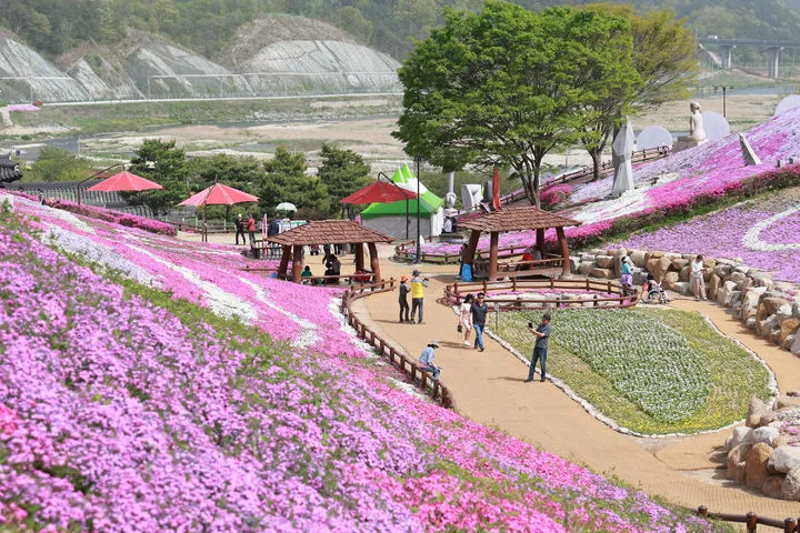 Ghé thăm quê hương HLV Park Hang-seo – Ngắm biển hoa chi anh rực rỡ tại Sancheong MIỄN PHÍ