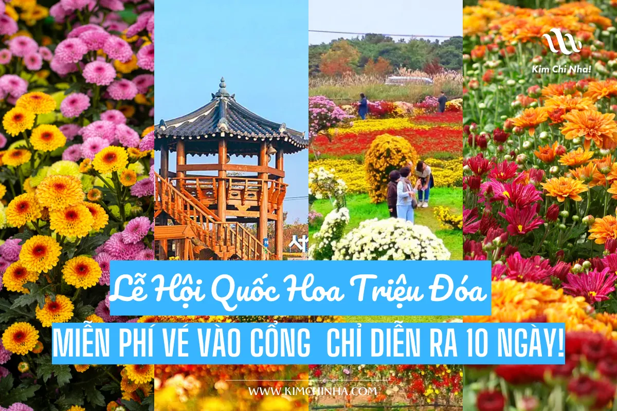 Lễ Hội Quốc Hoa Triệu Đóa (서산국화축제) Miễn Phí Vé Vào Cổng & Chỗ Đậu Xe – Chỉ Diễn Ra Đúng 10 Ngày!