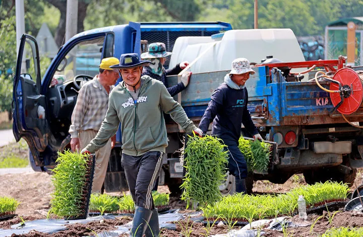 Chungcheongbuk-do tăng mạnh tiếp nhận lao động mùa vụ nước ngoài, mở rộng cả diện thân nhân người Việt