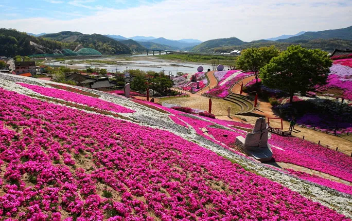 Ghé thăm quê hương HLV Park Hang-seo – Ngắm biển hoa chi anh rực rỡ tại Sancheong MIỄN PHÍ