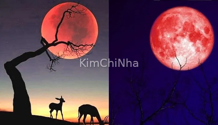 Lịch ngắm trăng Hàn Quốc