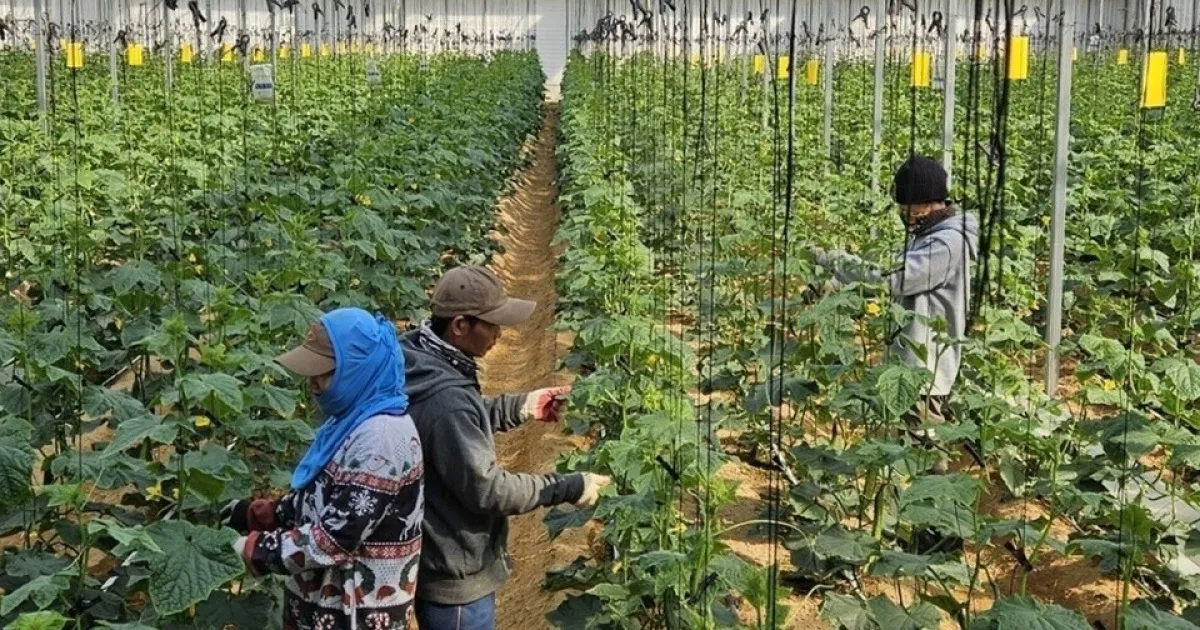 Chấn chỉnh bóc lột lao động thời vụ: Gyeonggi triển khai 8 giải pháp, siết môi giới trái phép