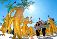 Mùa thu này, đi đào nhân sâm ở Geumsan!