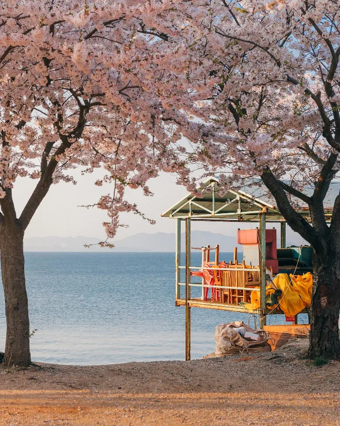🌸 Đảo Jangbong – Góc nhỏ yên bình để ngắm hoa anh đào ở Incheon 🌸