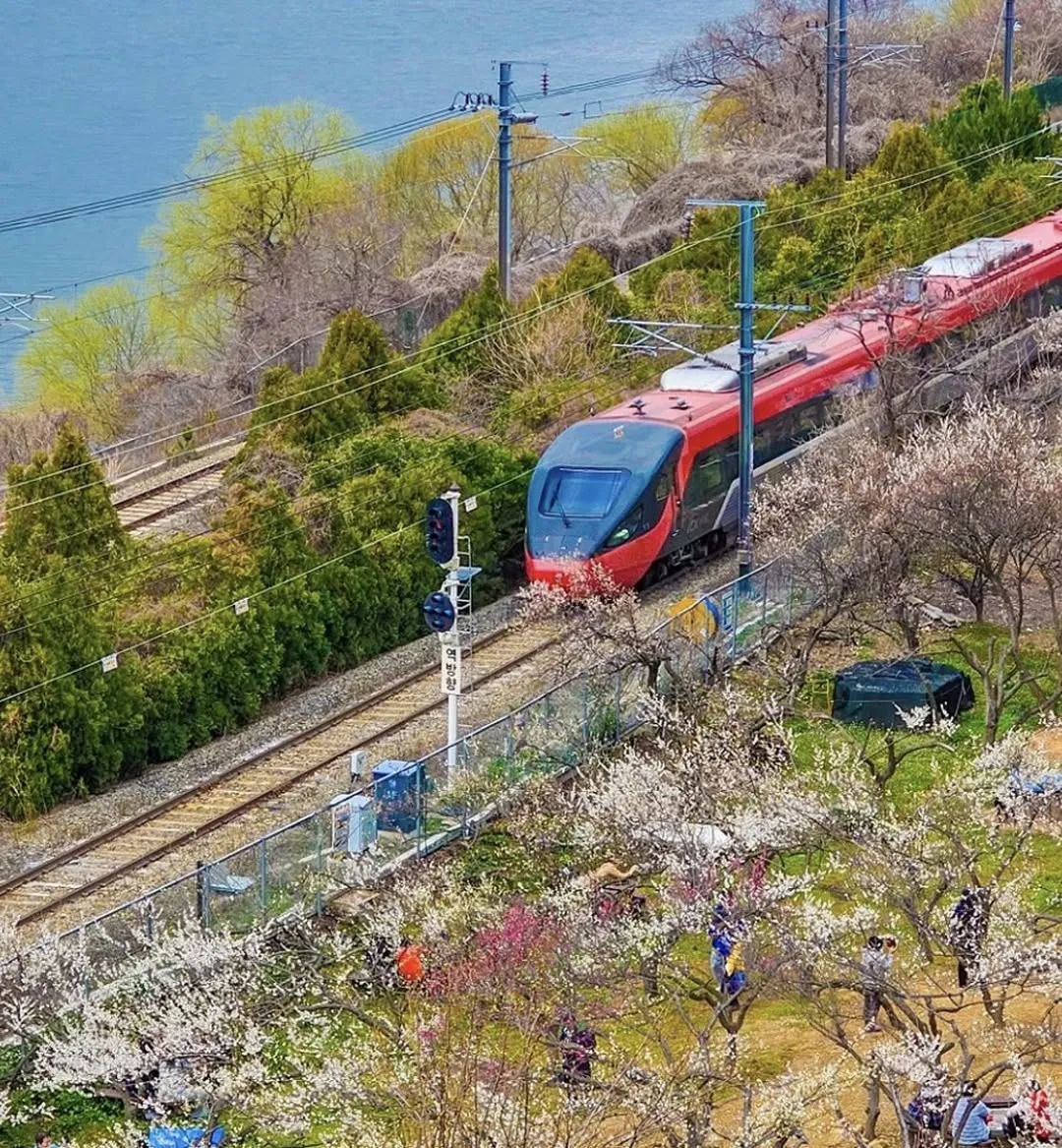 Lễ hội hoa mơ Wondong: Bản giao hưởng giữa sắc hoa trắng tinh khôi và những đoàn tàu xuôi ngược 🌸🛤️✨
