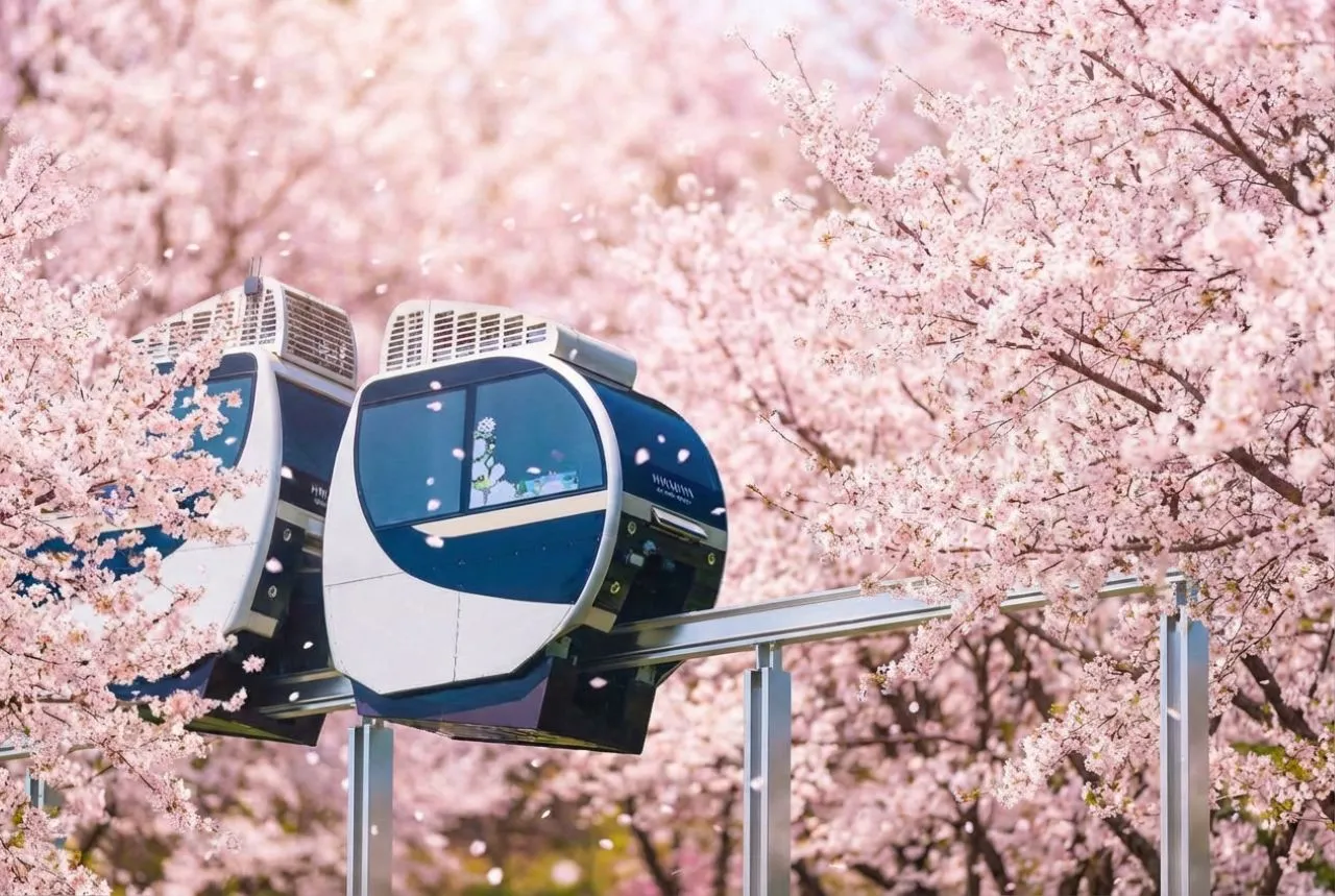 2026 mùa hoa anh đào Hwadam Forest: Điểm ngắm hoa gần Seoul “không đặt vé trước dễ tiếc cả mùa xuân”