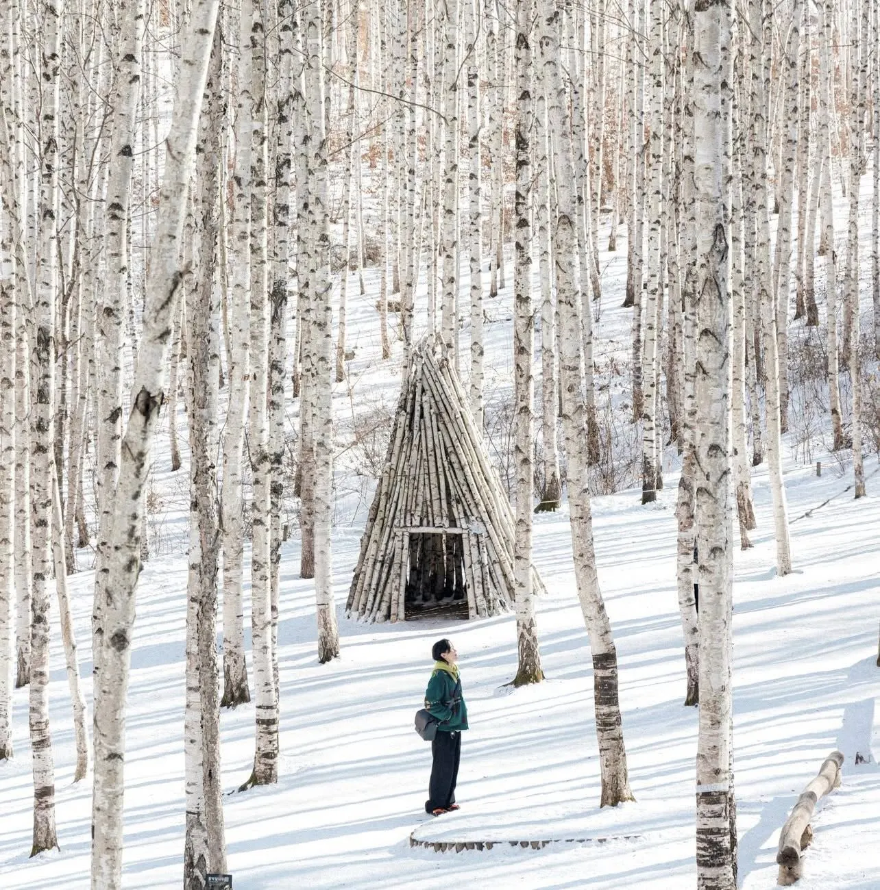 Rừng bạch dương Inje: Bản tình ca mùa đông hoang sơ và điện ảnh nhất xứ Hàn 🏔️❄️