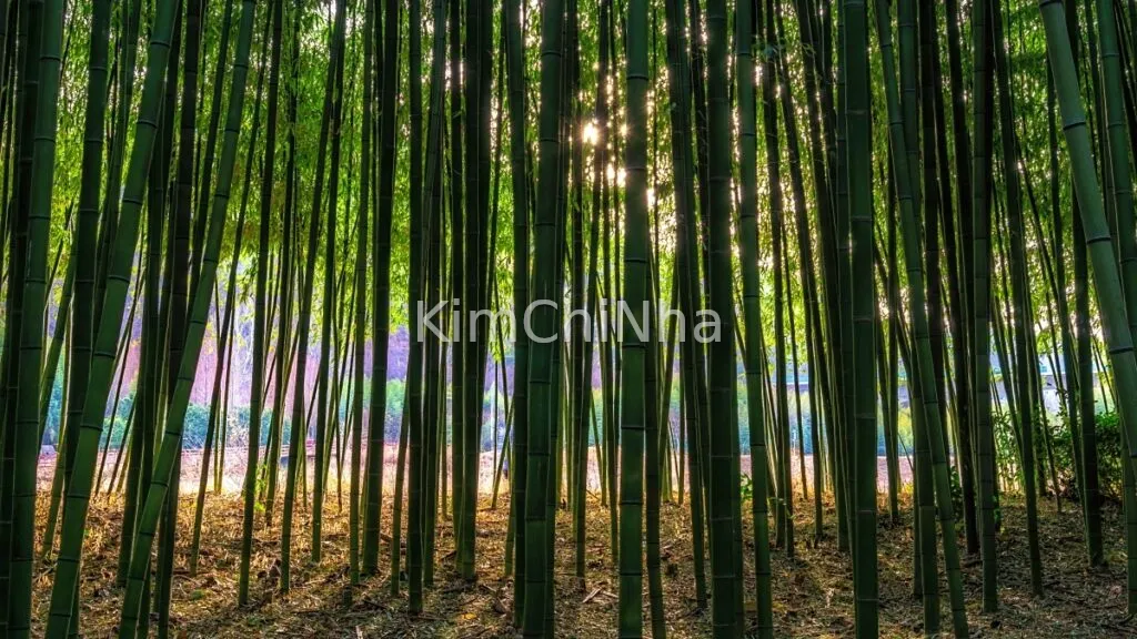  "Liệu Pháp Cảm Xúc": Con Đường Ngân Hà Rừng Tre Taehwagang, Ulsan