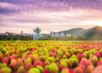 Săn Thảm Kochia Đỏ Cực HOT Gần Busan! Guide Check-in Công viên Hwangsan (황산공원) Mùa Thu