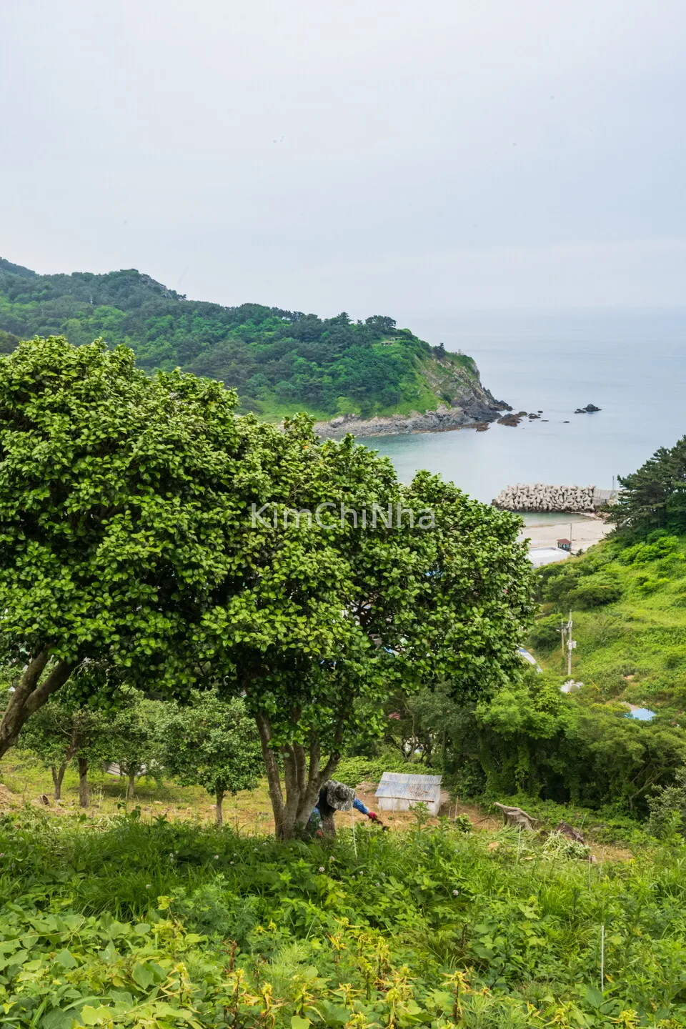 Hòn Đảo Hoang Sơ Ít Người Biết Của Incheon