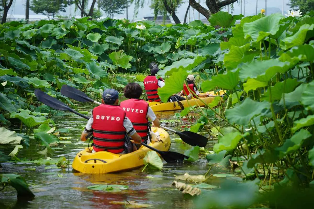 Nếu bạn đang tìm kiếm địa điểm chụp ảnh hoa sen chất lượng cao : 7 Địa điểm lý tưởng cho chuyến đi cuối tuần ngắm hoa mùa hè