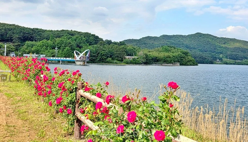 Du lịch Yeonggwang mùa đầu hè: Đi giữa đường hoa rực rỡ, hòa mình vào lễ hội truyền thống 500 năm tuổi