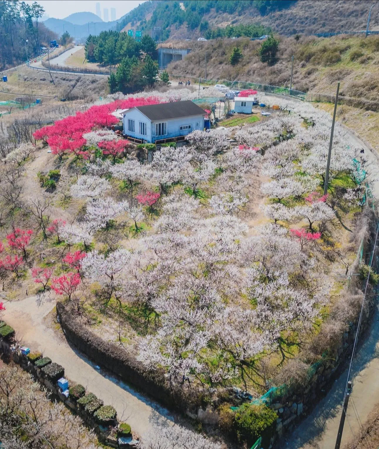 Vườn Hoa Mơ Gijang: Chạm vào mùa xuân sớm nhất Busan 🌸