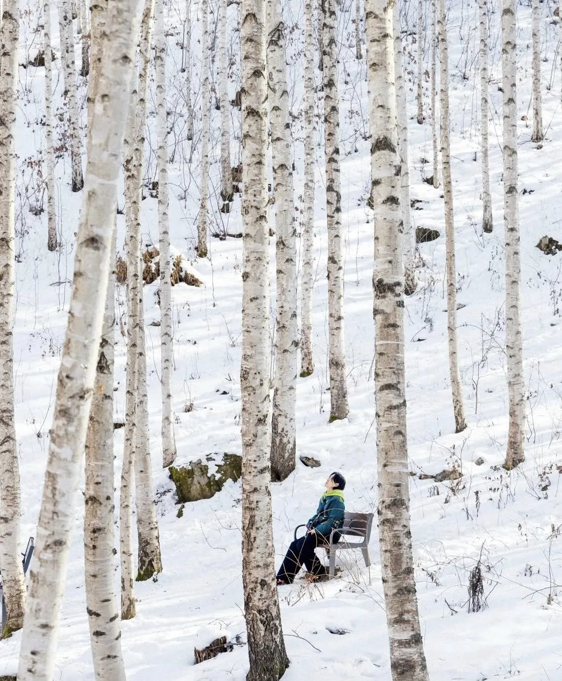 Rừng bạch dương Inje: Bản tình ca mùa đông hoang sơ và điện ảnh nhất xứ Hàn 🏔️❄️