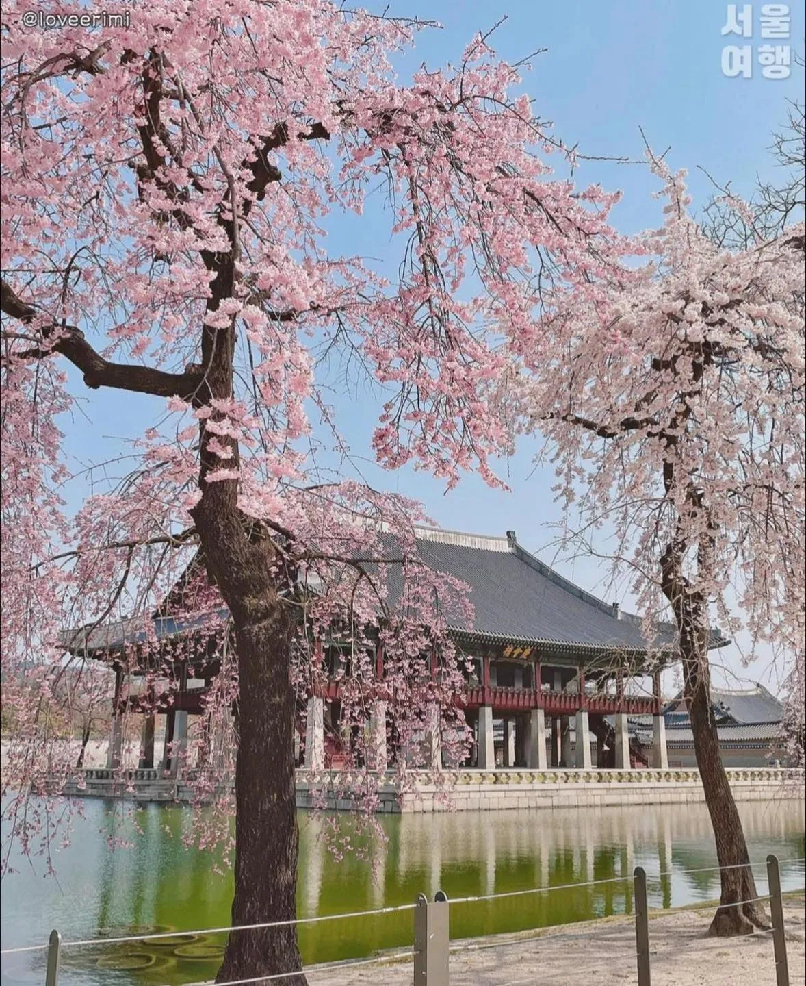 Gyeongbokgung – Điểm hẹn mùa xuân lãng mạn giữa lòng cung điện cổ kính