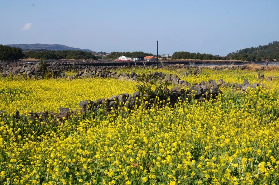  Cánh đồng hoa cải dầu Seongsan Canola Field: Khi mùa xuân "gõ cửa" sớm cuối mùa đông Jeju