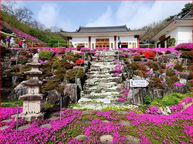Ghé thăm quê hương HLV Park Hang-seo – Ngắm biển hoa chi anh rực rỡ tại Sancheong MIỄN PHÍ