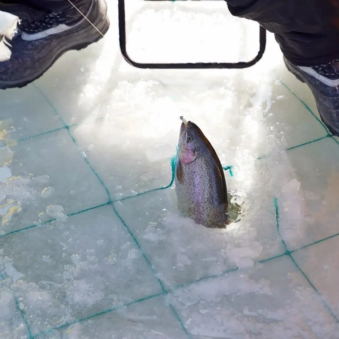  LỄ HỘI CÂU CÁ TRÊN BĂNG PYEONGCHANG 2026: TRẢI NGHIỆM "ĐỘC - LẠ" KHÔNG THỂ BỎ LỠ! 🎣