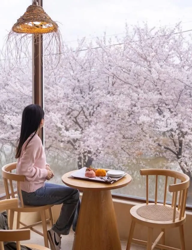 [CHECK-IN] DONASDAY SUWON: QUÁN CAFE "TRONG MƠ" GIỮA THIÊN ĐƯỜNG ANH ĐÀO HWANGGUJICHEON 🌸☕
