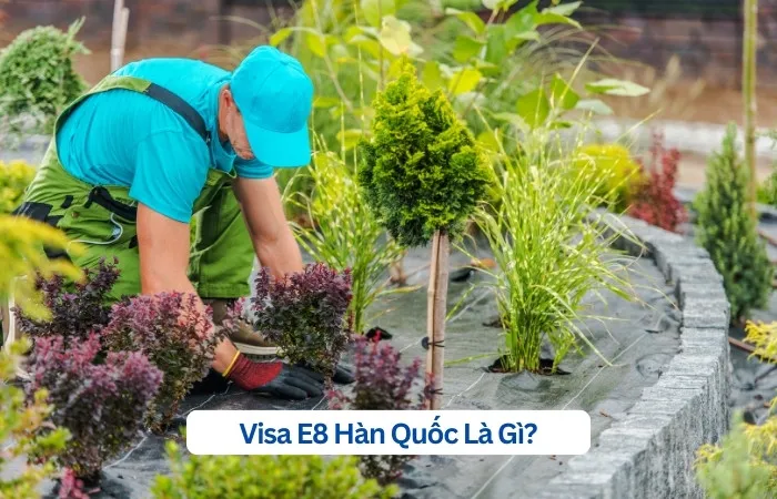 VISA THỜI VỤ E-8 NĂM 2026: Những cập nhất mới nhất về loại visa mà người Việt ở Hàn rất nên biết