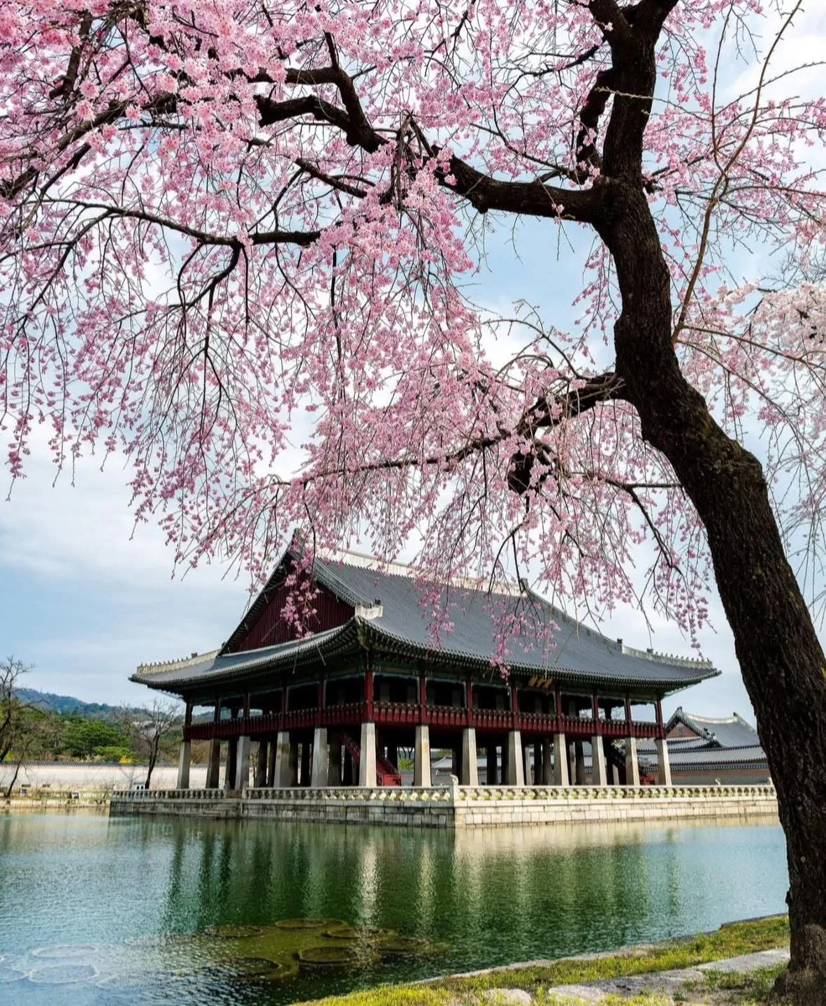 Gyeongbokgung – Điểm hẹn mùa xuân lãng mạn giữa lòng cung điện cổ kính