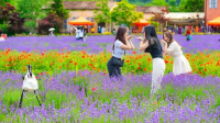 Tháng 6 tím ngát tại Goseong: Mùa lễ hội lavender mà bạn không nên bỏ lỡ!